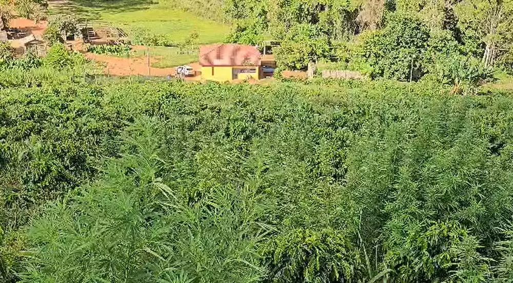 Plantação de maconha escondida em cafezal é descoberta na zona rural de Fervedouro