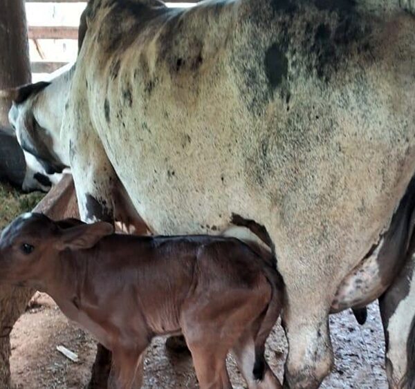 Prefeitura de Leopoldina é finalista estadual do Prêmio Sebrae Prefeitura Empreendedora