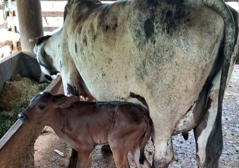 Prefeitura de Leopoldina é finalista estadual do Prêmio Sebrae Prefeitura Empreendedora