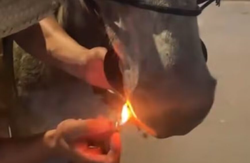 Homem obriga mula a ‘fumar’ cigarro em São Sebastião da Vargem Alegre