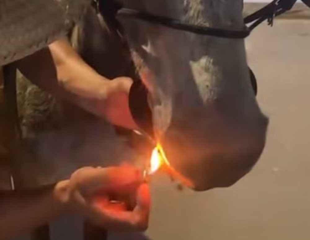 Homem obriga mula a ‘fumar’ cigarro em São Sebastião da Vargem Alegre