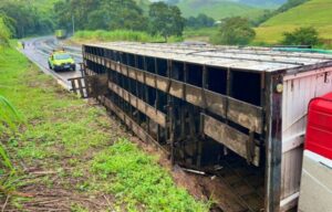 Caminhão carregado com 28 cabeças de gado tomba na BR-116 em Muriaé