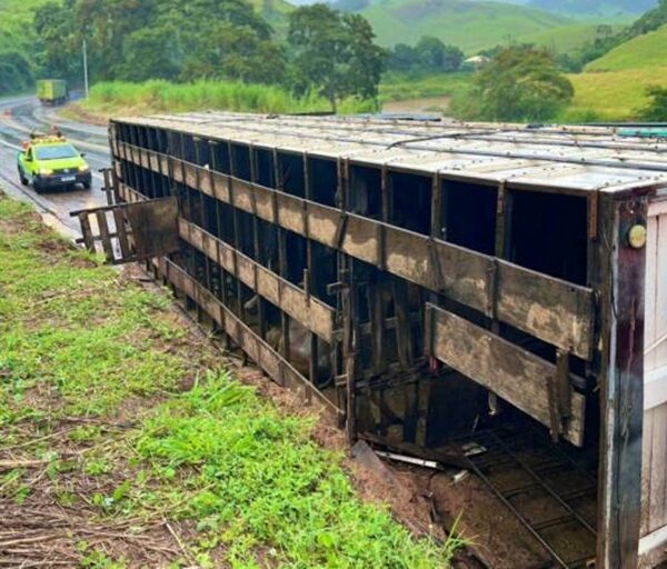 Caminhão carregado com 28 cabeças de gado tomba na BR-116 em Muriaé