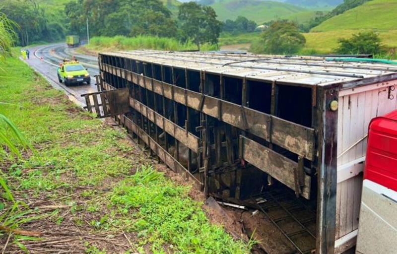 Caminhão carregado com 28 cabeças de gado tomba na BR-116 em Muriaé