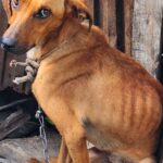 PM resgata cães em situação de maus-tratos e prende suspeito em Santo Antônio do Aventureiro