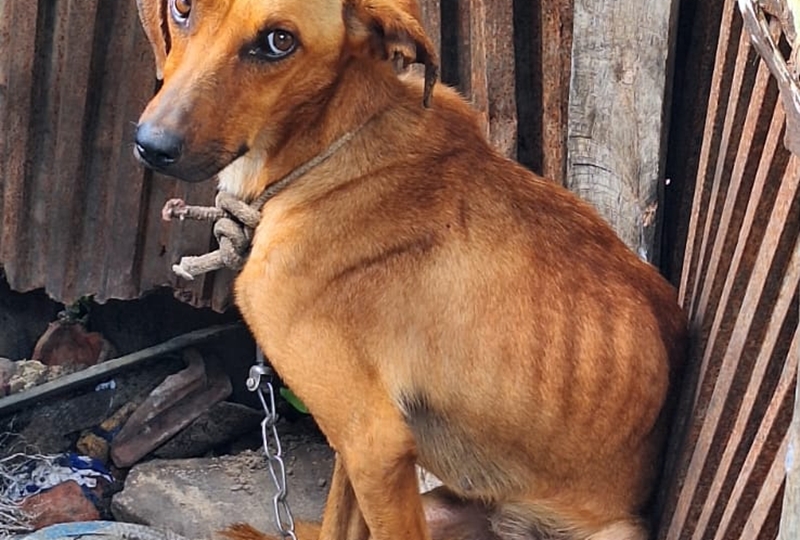 PM resgata cães em situação de maus-tratos e prende suspeito em Santo Antônio do Aventureiro
