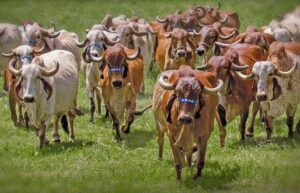 Leilão de genética Gir Leiteiro BASA reúne oportunidades de alto nível para produtores