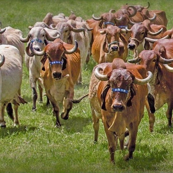 Leilão de genética Gir Leiteiro BASA reúne oportunidades de alto nível para produtores