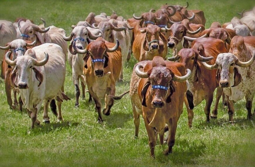 Leilão de genética Gir Leiteiro BASA reúne oportunidades de alto nível para produtores