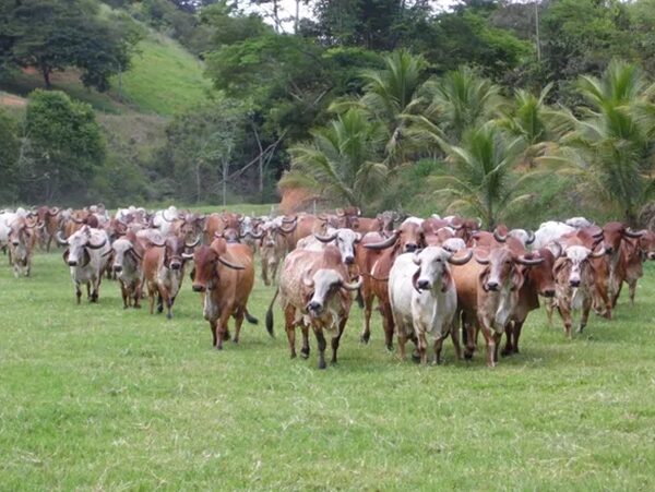 Fazendas do Basa lançam programa gratuito de embriões para pequenos produtores de leite de Leopoldina e Cataguases