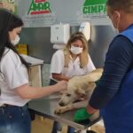 Leopoldina realiza nova etapa de castração gratuita com apoio do Castramóvel