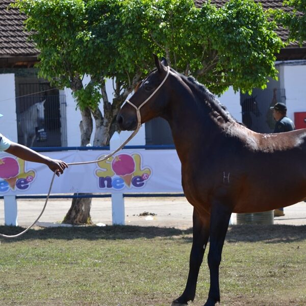 Leopoldina recebe Exposição Especializada do Cavalo Mangalarga Marchador da Zona da Mata