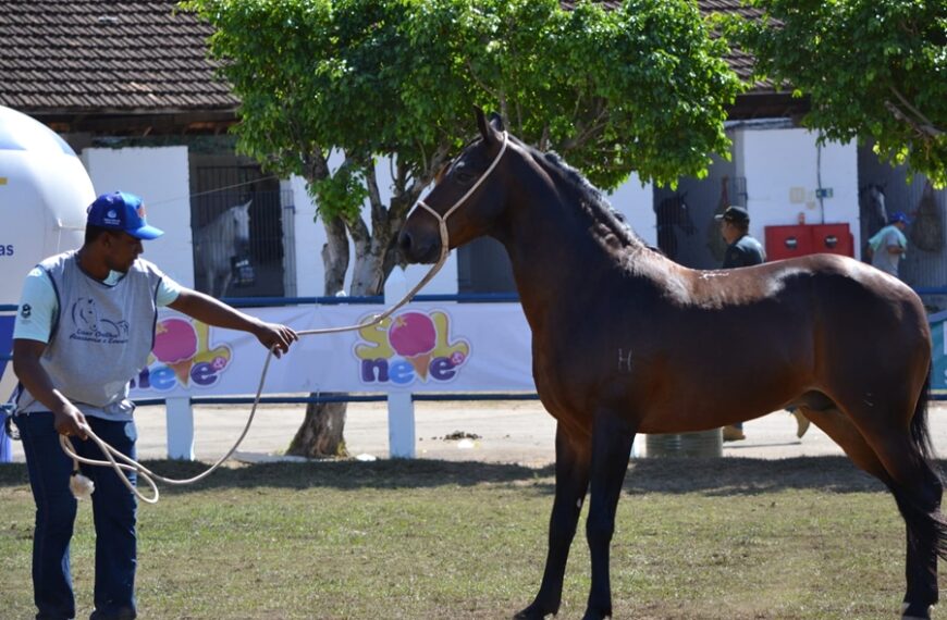 Leopoldina recebe Exposição Especializada do Cavalo Mangalarga Marchador da Zona da Mata