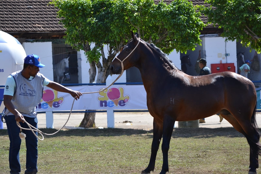 Leopoldina recebe Exposição Especializada do Cavalo Mangalarga Marchador da Zona da Mata