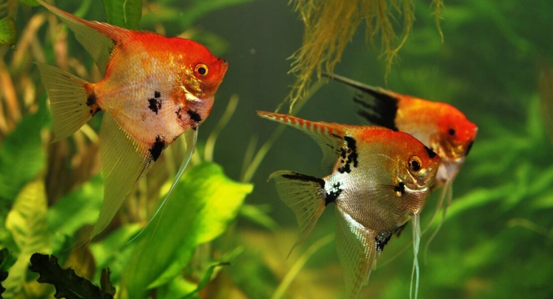 Epamig promove curso gratuito de piscicultura ornamental em Leopoldina