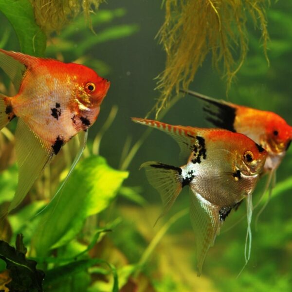 Epamig promove curso gratuito de piscicultura ornamental em Leopoldina