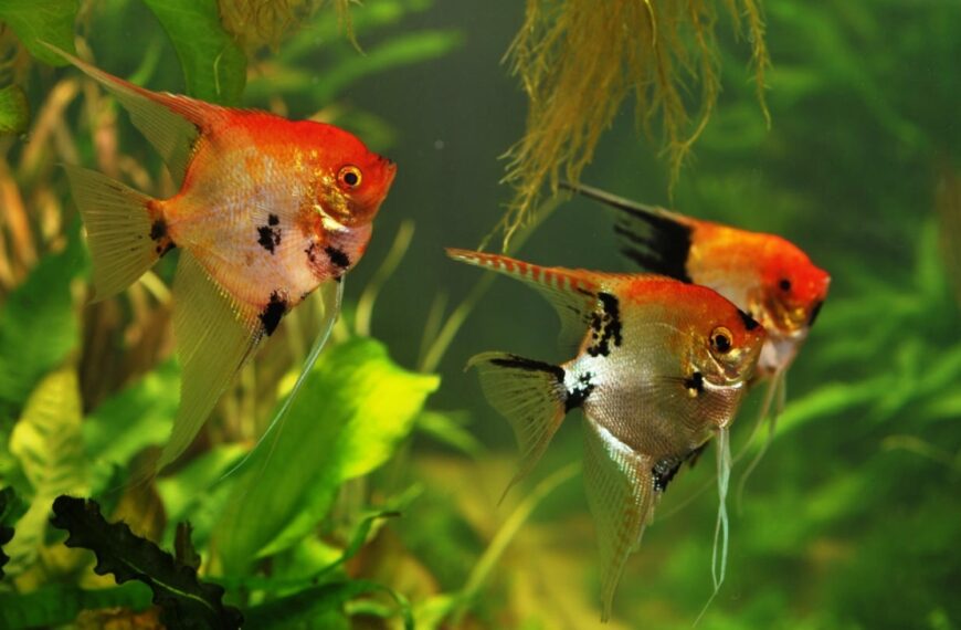 Epamig promove curso gratuito de piscicultura ornamental em Leopoldina