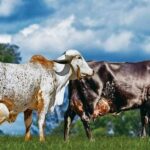 Fest Milk 2026 movimenta Leopoldina com grande evento da pecuária leiteira