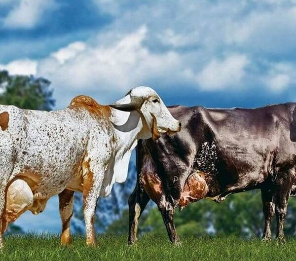 Fest Milk 2026 movimenta Leopoldina com grande evento da pecuária leiteira