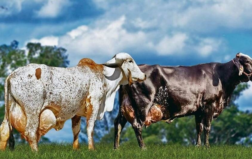 Fest Milk 2026 movimenta Leopoldina com grande evento da pecuária leiteira