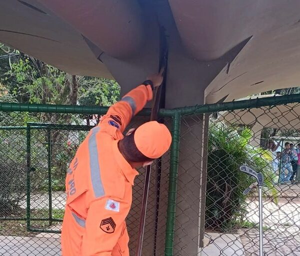Bombeiros resgatam filhote de mico preso em coluna de concreto em escola de Leopoldina