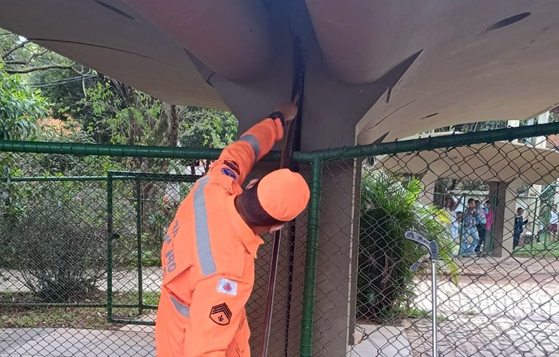 Bombeiros resgatam filhote de mico preso em coluna de concreto em escola de Leopoldina