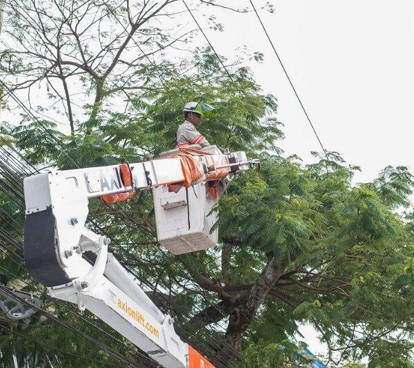 Energisa alerta para riscos de árvores próximas à rede elétrica no período de estiagem