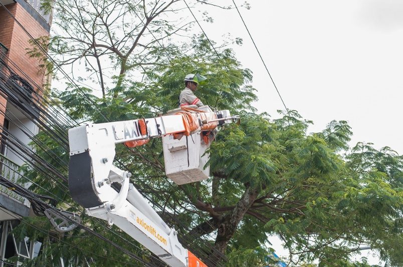 Energisa alerta para riscos de árvores próximas à rede elétrica no período de estiagem