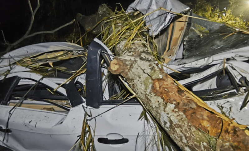 Árvore cai sobre carro após capotamento e motorista morre na BR-356 em Muriaé