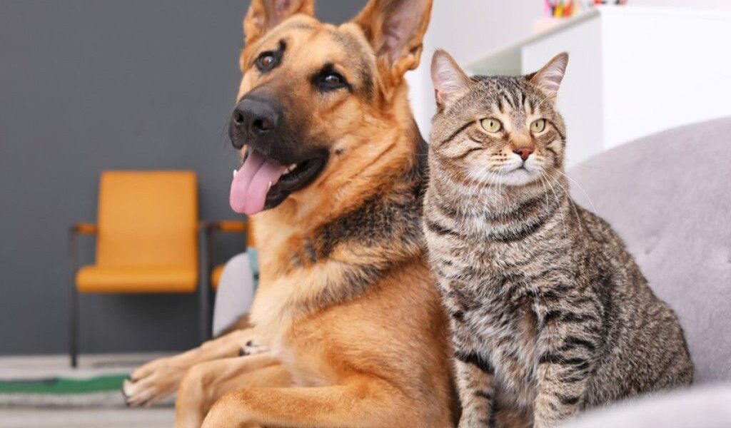 Leopoldina dá início ao Censo Animal para planejar políticas públicas voltadas aos pets