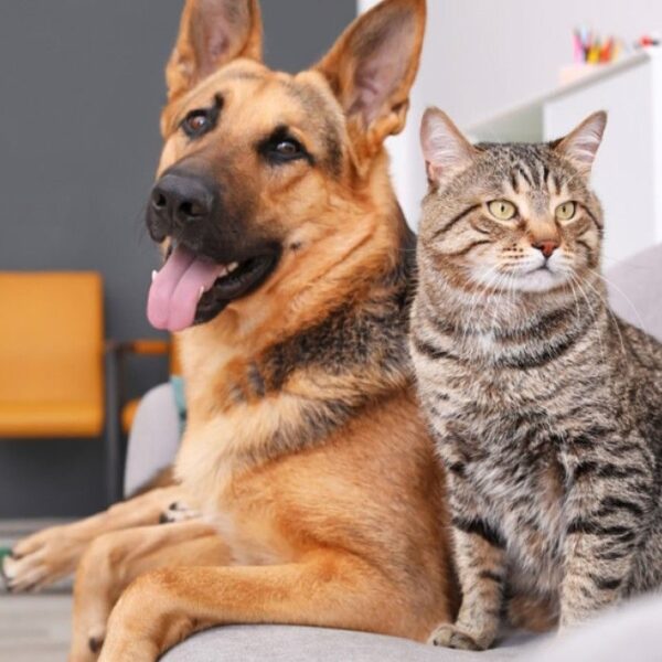 Leopoldina dá início ao Censo Animal para planejar políticas públicas voltadas aos pets