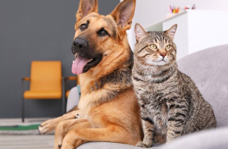 Leopoldina dá início ao Censo Animal para planejar políticas públicas voltadas aos pets