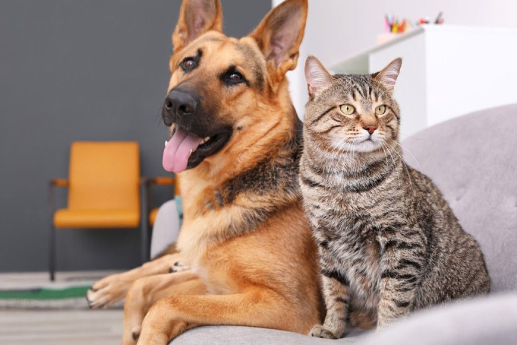 Leopoldina dá início ao Censo Animal para planejar políticas públicas voltadas aos pets