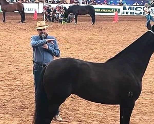 Núcleo Marchadores da Zona da Mata marca presença inédita na Exposição Nacional do Cavalo Mangalarga Marchador em BH