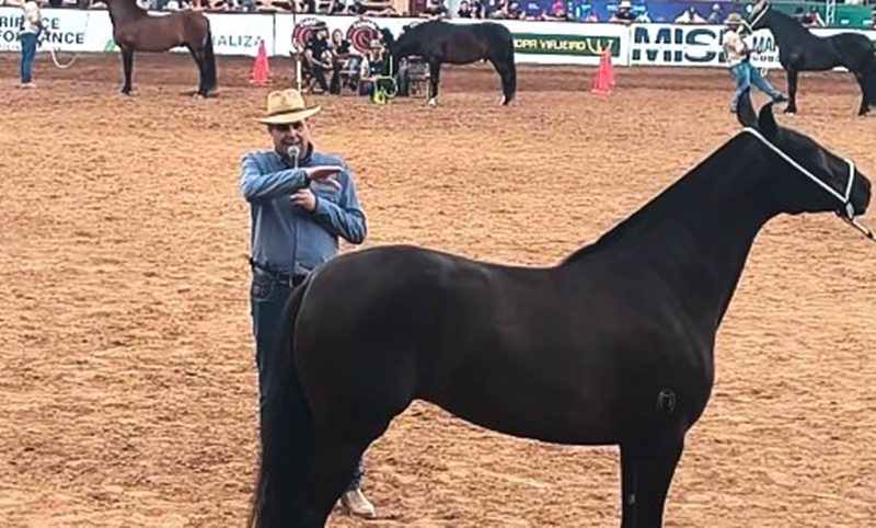 Núcleo Marchadores da Zona da Mata marca presença inédita na Exposição Nacional do Cavalo Mangalarga Marchador em BH