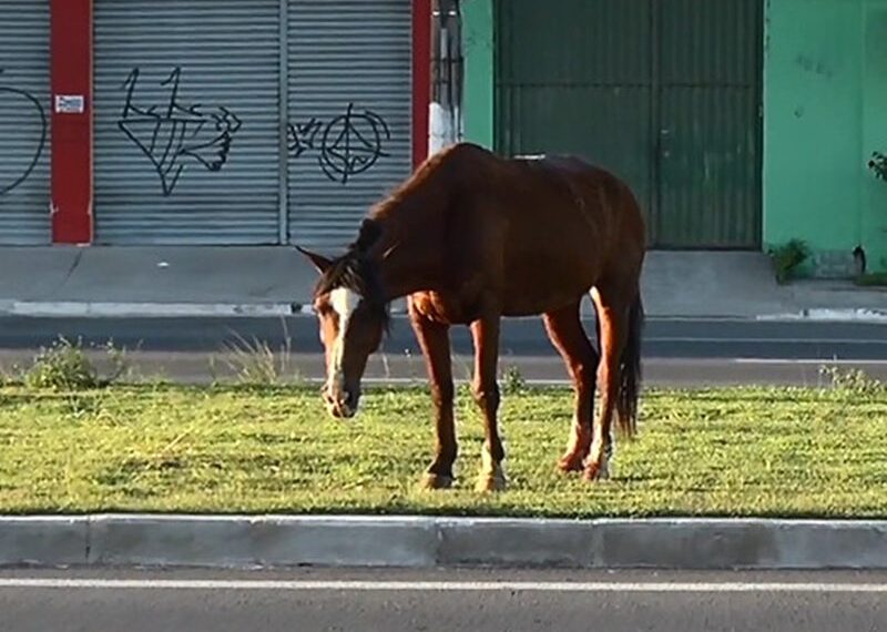 Justiça condena concessionária de rodovia por acidente fatal provocado por cavalo solto na BR-262