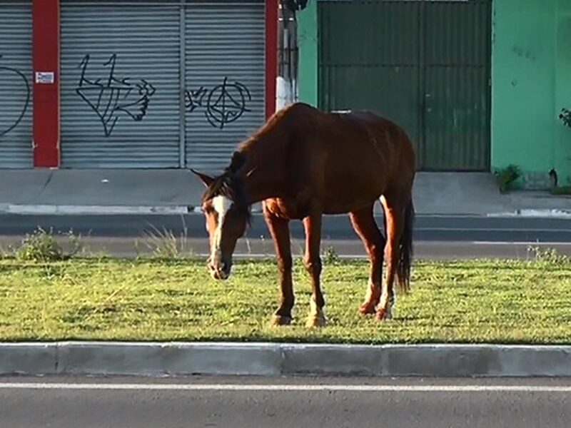 Justiça condena concessionária de rodovia por acidente fatal provocado por cavalo solto na BR-262